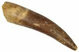 Large, Fossil Plesiosaur (Zarafasaura) Tooth - Morocco #344220-1